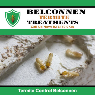 Live termites requiring termite control in Belconnen