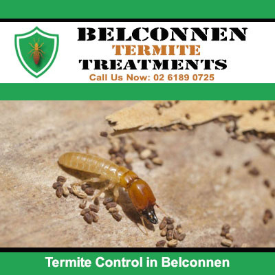 Damaged wood surface requiring termite control in Belconnen