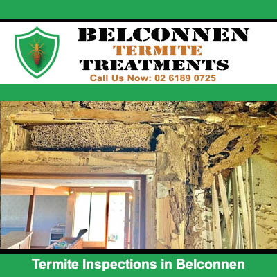 Termite inspection of severe damage to ceiling in Belconnen